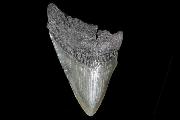 Partial, Fossil Megalodon Tooth #89033